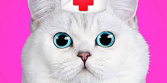 Cat Pet Doctor Dentist