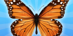 MergeButerfly: 2048!